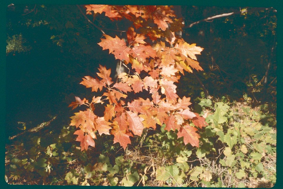 Autumn Leaves Oak and other